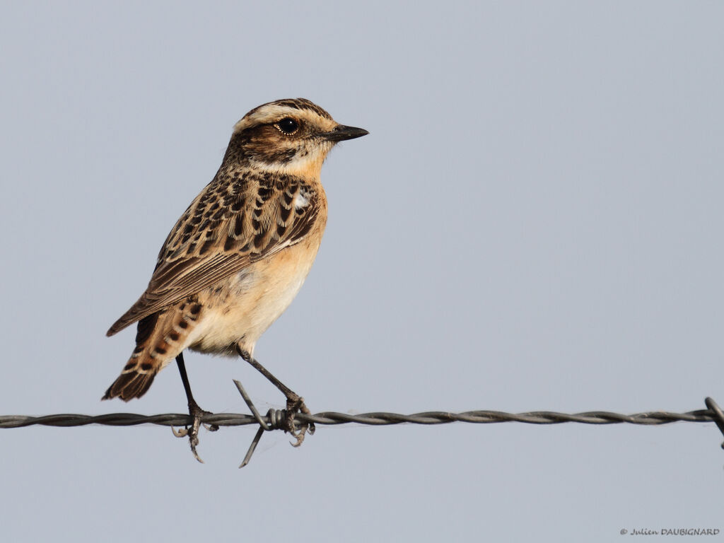 Tarier des prés femelle, identification