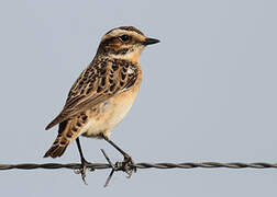 Whinchat