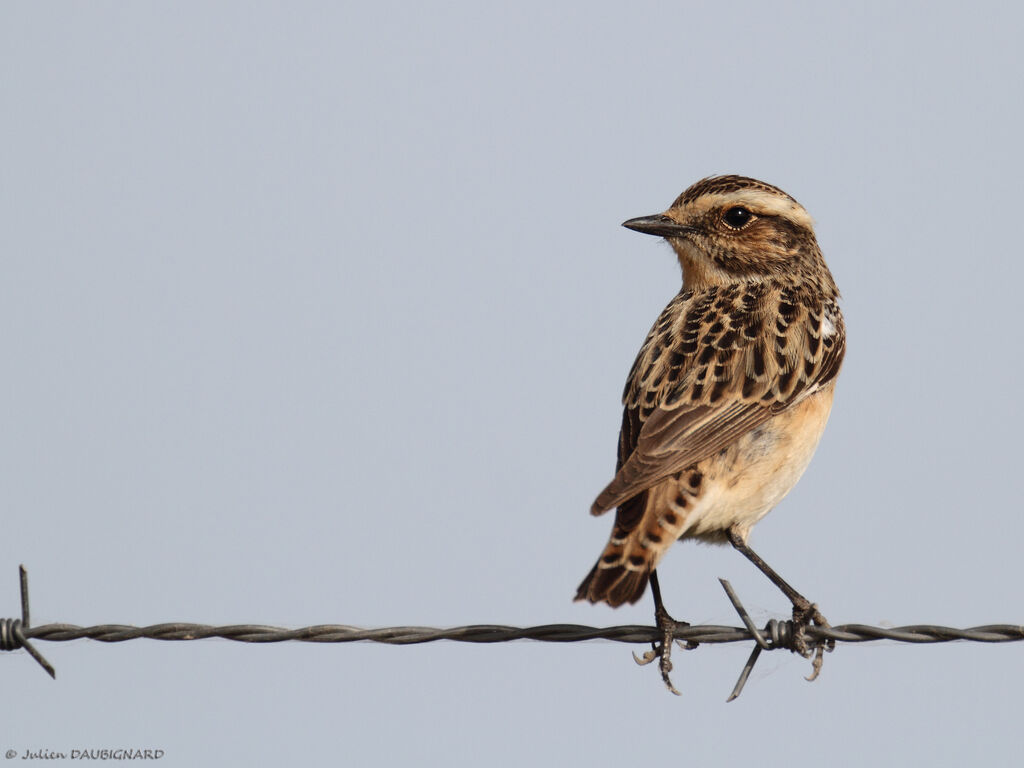 Tarier des prés femelle, identification