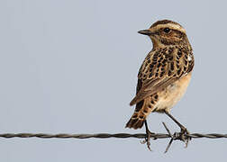 Whinchat