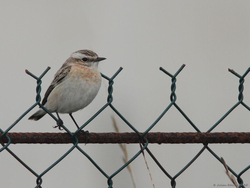 Tarier des prés, identification