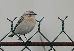 Whinchat