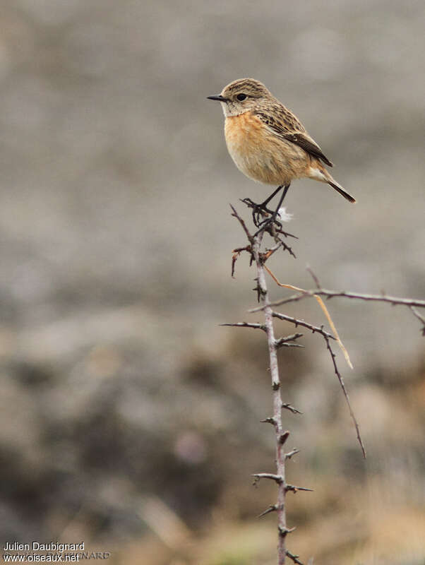 European Stonechat female adult transition, identification