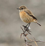 European Stonechat