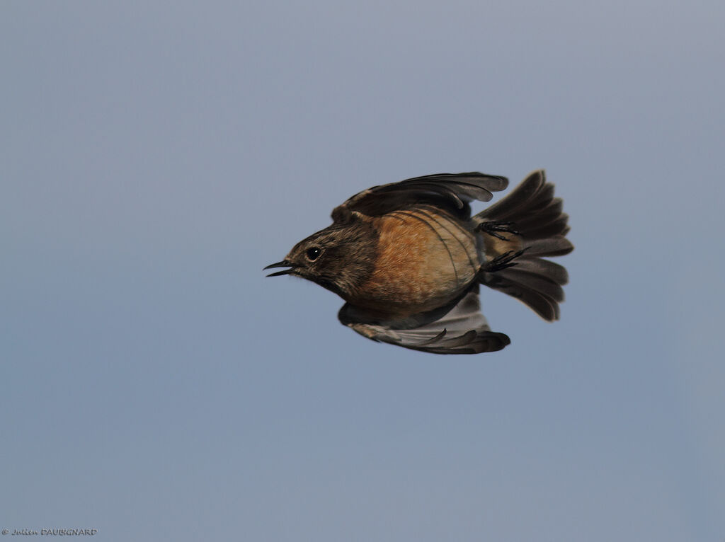 European Stonechat female, Flight