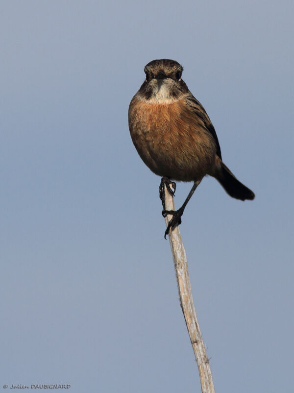 European Stonechat female, identification