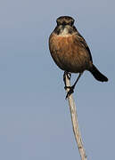 European Stonechat