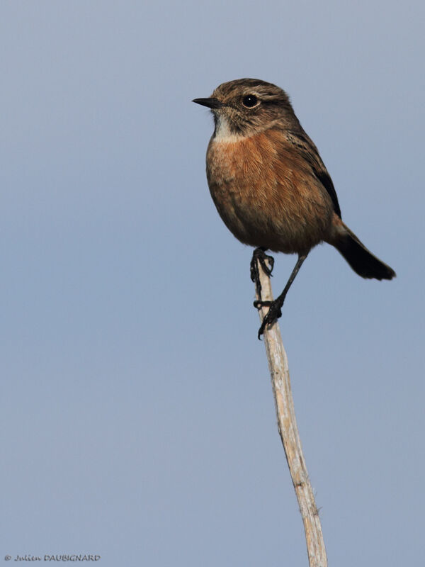 European Stonechat female, identification