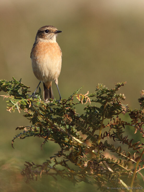 European Stonechat female, identification