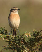 European Stonechat