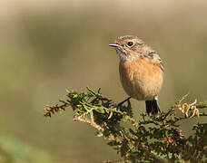 European Stonechat