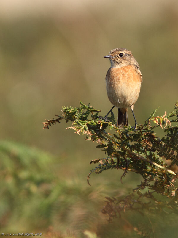 European Stonechat female, identification