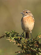 European Stonechat