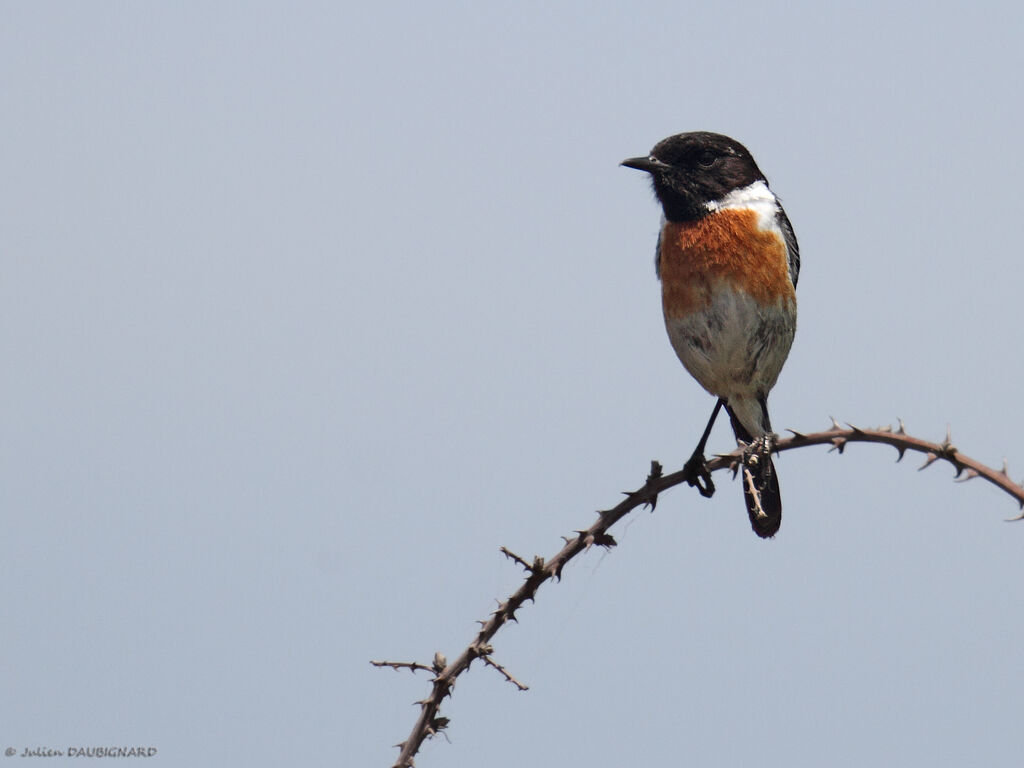 European Stonechat male adult breeding, identification