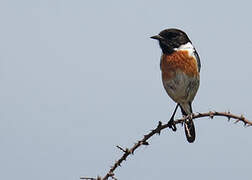 European Stonechat