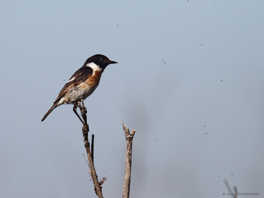 European Stonechat male adult breeding, identification