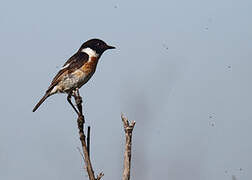 European Stonechat