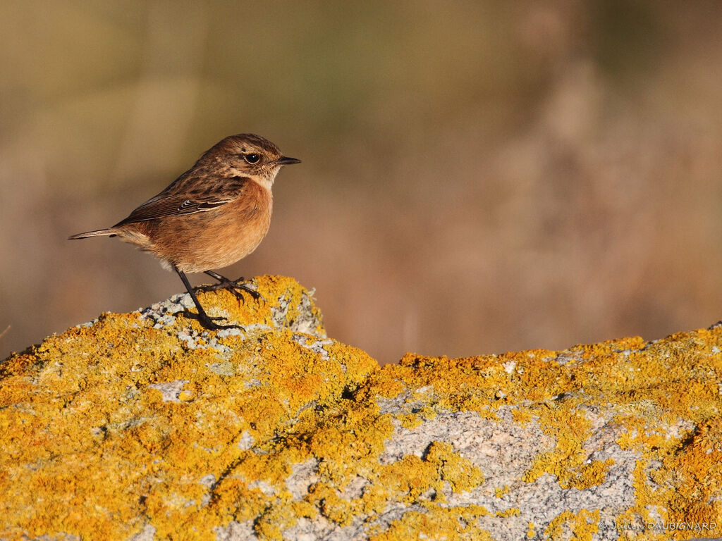 Tarier pâtre femelle, identification