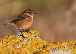 European Stonechat