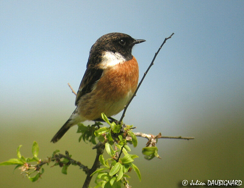 European Stonechat male