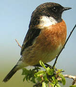 European Stonechat