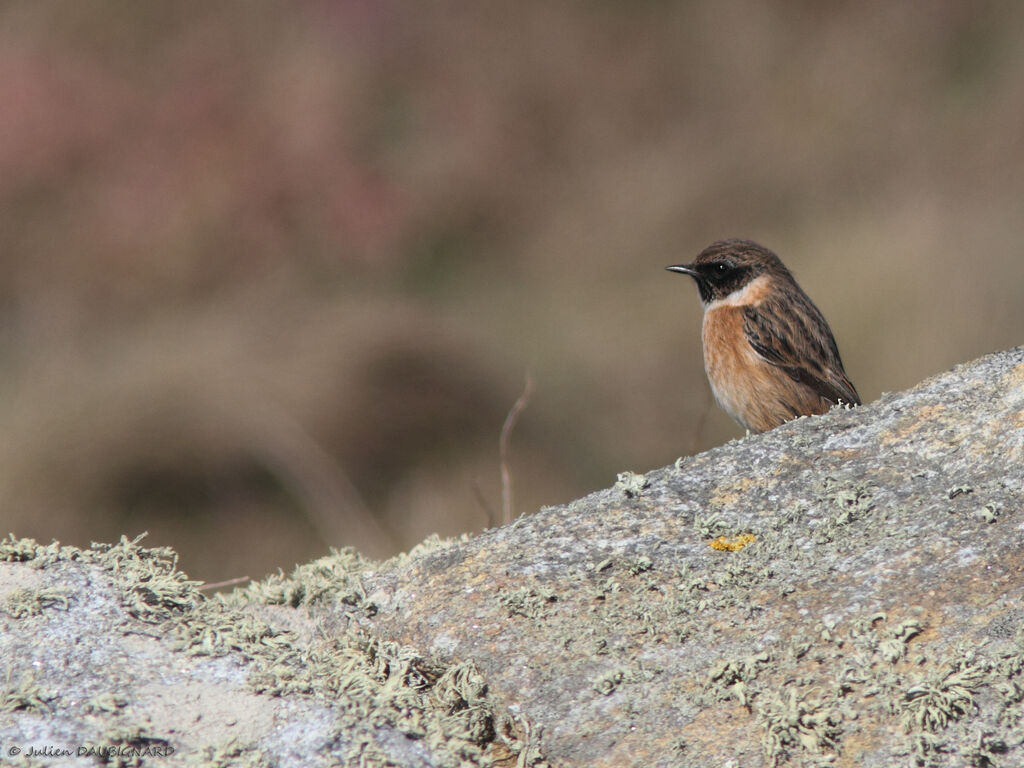 European Stonechat male, identification