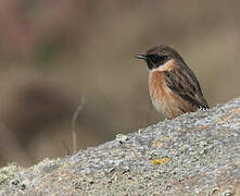 European Stonechat