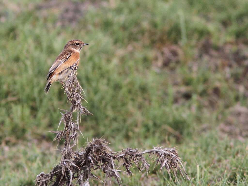 European Stonechat, identification