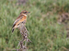 European Stonechat