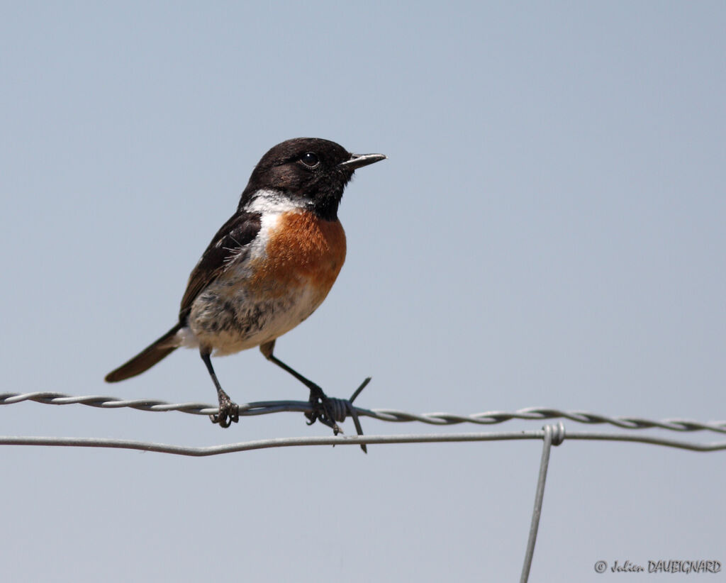 European Stonechat male