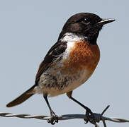 European Stonechat