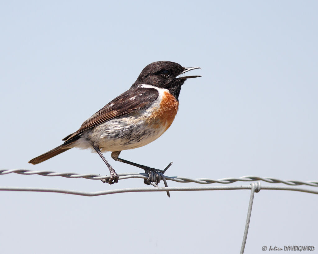 European Stonechat male