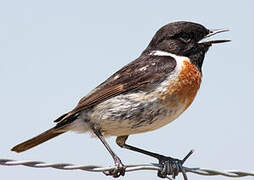 European Stonechat