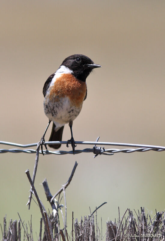 European Stonechat male