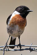 European Stonechat