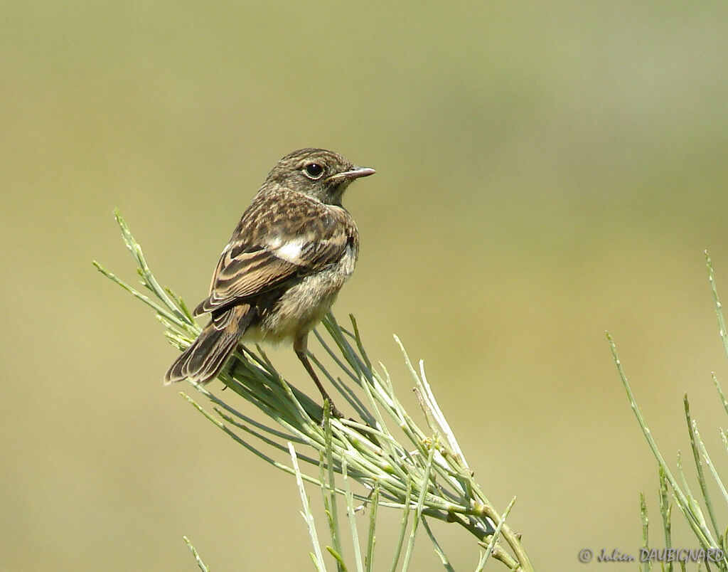 Tarier pâtrejuvénile, identification