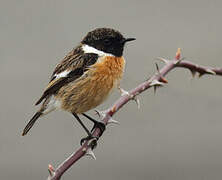 European Stonechat