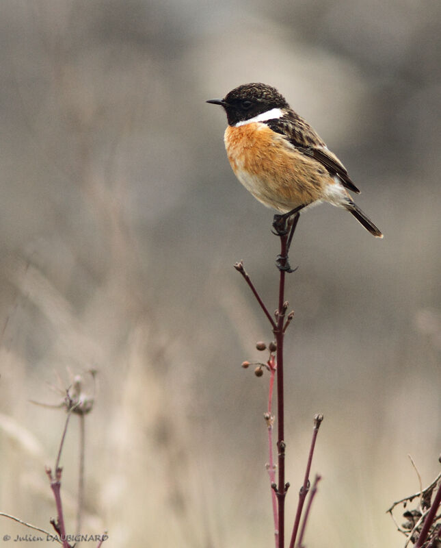 European Stonechat male, identification