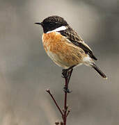 European Stonechat