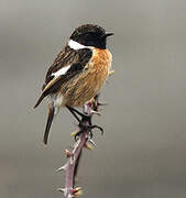 European Stonechat