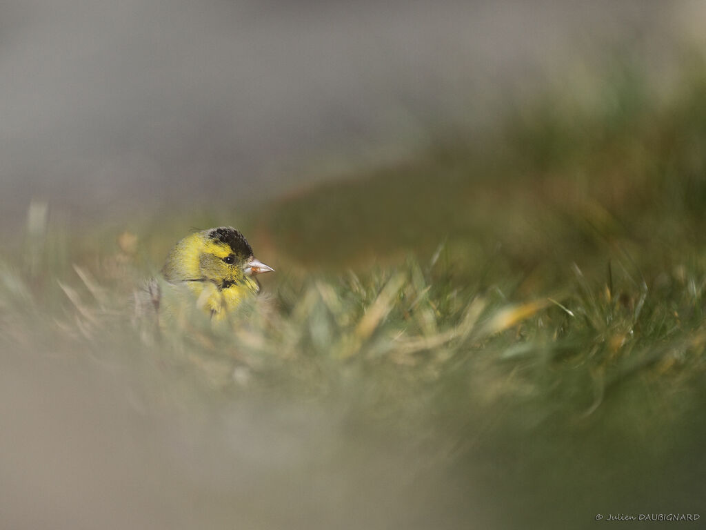 Eurasian Siskin male adult