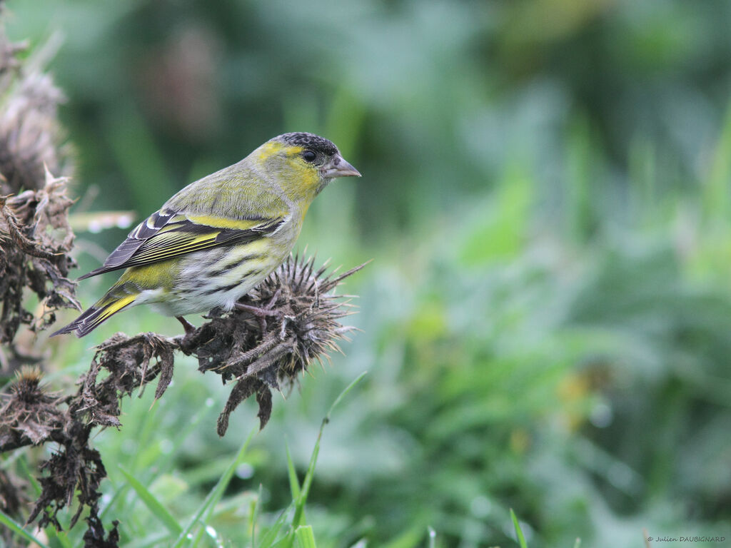 Tarin des aulnes mâle, identification