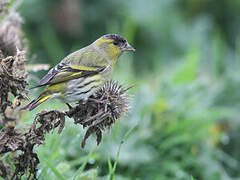 Eurasian Siskin