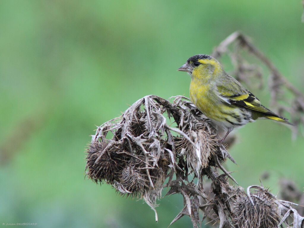 Eurasian Siskin male, identification