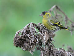 Eurasian Siskin