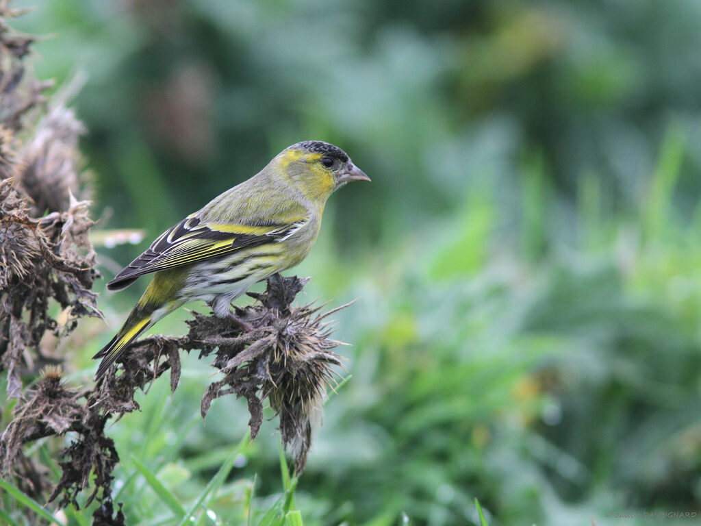 Eurasian Siskin male, identification