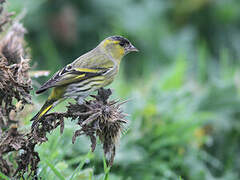 Eurasian Siskin