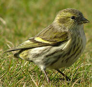 Eurasian Siskin