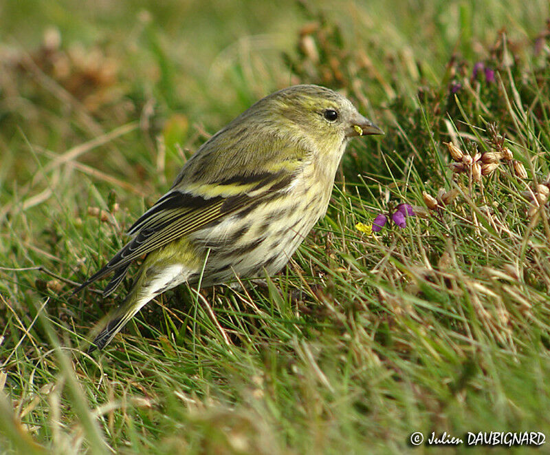 Eurasian Siskin female