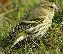 Eurasian Siskin